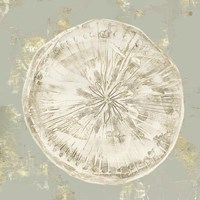 Cone Shells II Fine Art Print