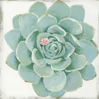Pastel Succulent I Framed Print