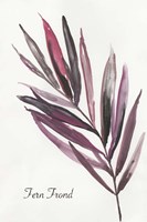 Fern Frond Fine Art Print