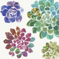 Water Succulents II Framed Print