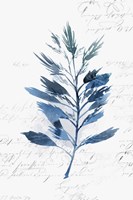 Botanical Blue II Framed Print