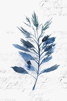 Botanical Blue II Fine Art Print
