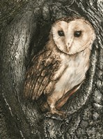 Barn Owl Roost Fine Art Print