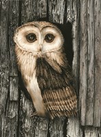 Owl Sentry Fine Art Print