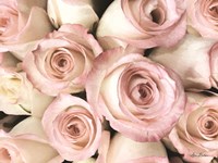 Top View - Pink Roses Fine Art Print