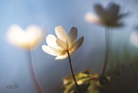 Anemones in Blue Fine Art Print