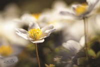 Anemone Up Close Fine Art Print