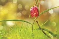 Fritillaria Fine Art Print
