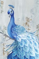 Peacock Paradise Fine Art Print