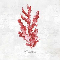 Red Sea Coral Fine Art Print