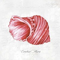 Red Seashell Fine Art Print