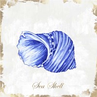 Blue Seashell Fine Art Print