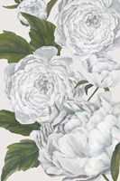Grey Peony II Fine Art Print