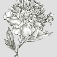 Glorious Peony I Fine Art Print