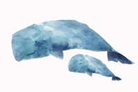 Whale Baby Framed Print