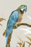 Blue Parrot I Fine Art Print