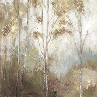 Fine Birch II Fine Art Print