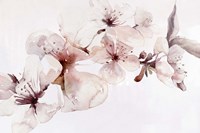 Watercolor Blossoms I Fine Art Print