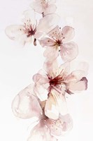 Watercolor Blossoms III Fine Art Print