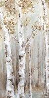 Sunset Birch Forest I Framed Print