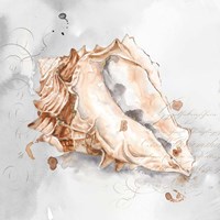 Blush Shell III Fine Art Print