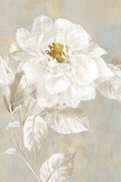 White Rose I Fine Art Print