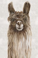 Suri Alpaca I Framed Print