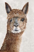 Suri Alpaca II Fine Art Print