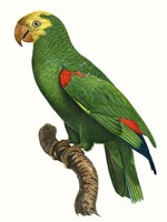Parrot of the Tropics III Fine Art Print