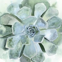 Verdant Succulent III Fine Art Print