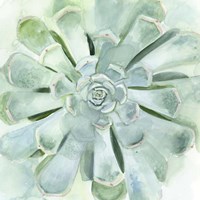 Verdant Succulent IV Fine Art Print