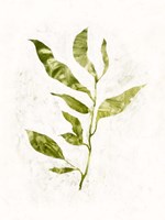 Sapling I Fine Art Print