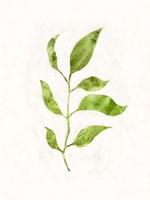 Sapling II Fine Art Print