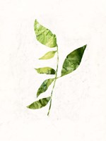 Sapling III Fine Art Print