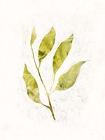 Sapling IV Fine Art Print