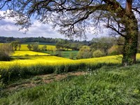 Pastoral Countryside XIV Fine Art Print