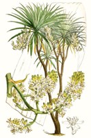 Curtis Palms VI Fine Art Print