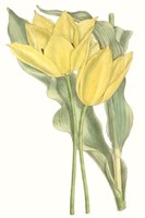 Curtis Tulips II Fine Art Print