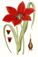Curtis Tulips IV Fine Art Print