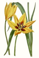 Curtis Tulips VI Fine Art Print