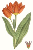 Curtis Tulips IX Fine Art Print