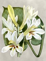 Alabaster Blooms IV Fine Art Print