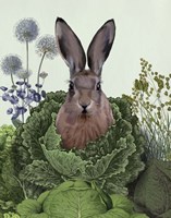 Cabbage Patch Rabbit 1 Fine Art Print
