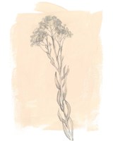 Branch on Blush I Fine Art Print
