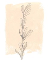 Branch on Blush II Framed Print