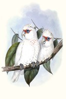 Pastel Parrots IV Fine Art Print