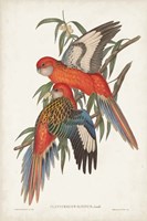Tropical Parrots I Fine Art Print