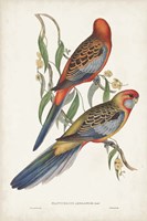 Tropical Parrots II Fine Art Print