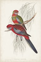 Tropical Parrots III Fine Art Print