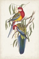 Tropical Parrots IV Fine Art Print